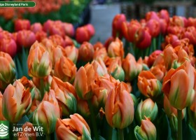 Tulipa Disneyland Paris (3)